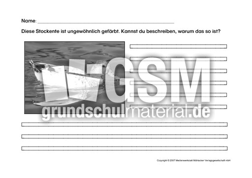 Arbeitsblatt-Stockente-1SW.pdf
